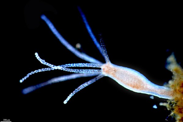 Kraken forum