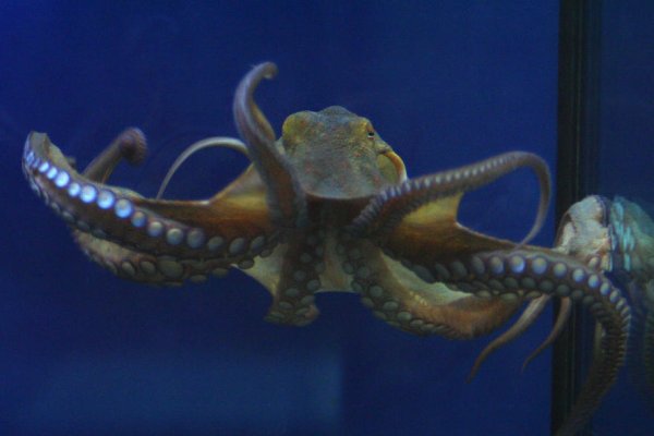 Kraken13 at сайт