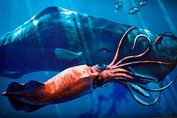 Кракен даркнет store kraken dark link